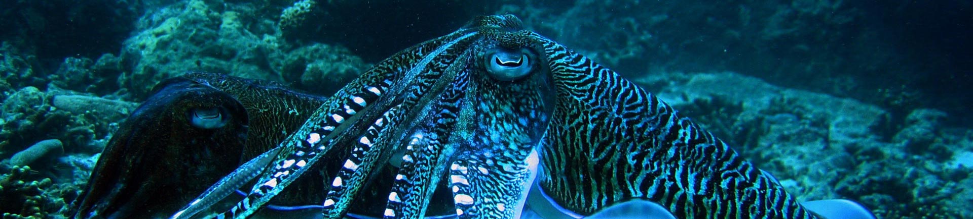 Night diving Phuket brings out spectacular creatures like this electric Cuttlefish