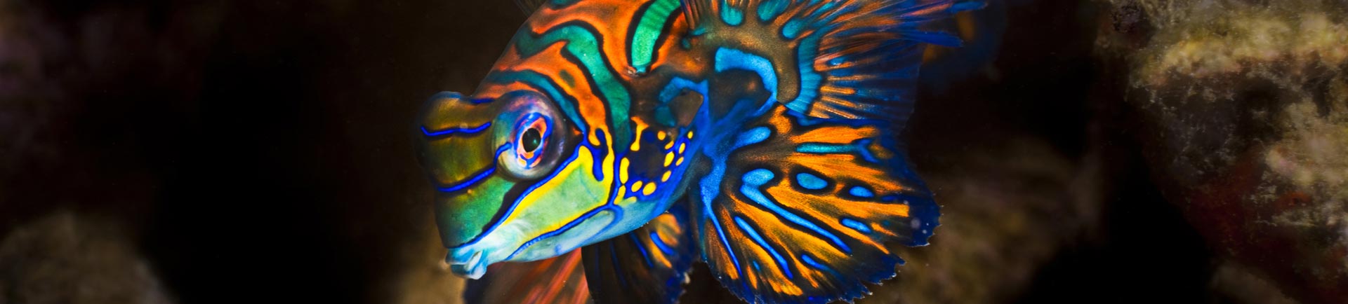 Brightly colored Mandarin fish photographed on a Phuket night dive